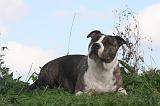 AMSTAFF ADULT 561